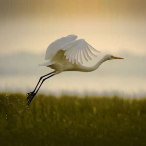 Donate to Conservation KZN