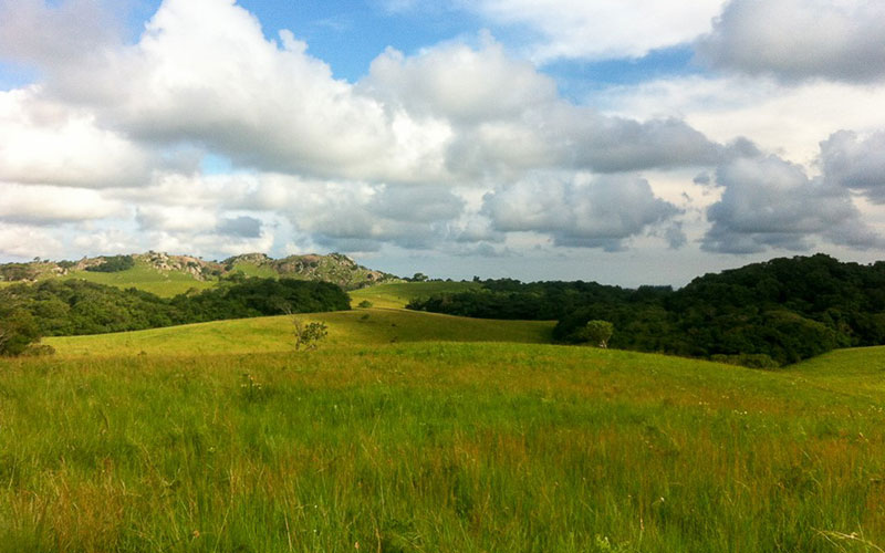 There are more species in grasslands than in forests; they are irreplaceable once destroyed