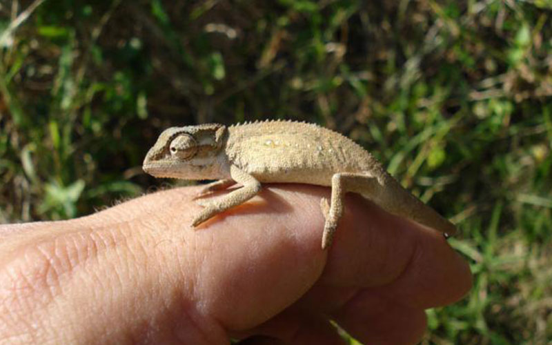 It takes a lot of effort and care to save our smaller wildlife