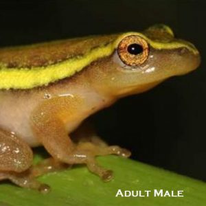 Pickersgill’s Reed Frog Conservation