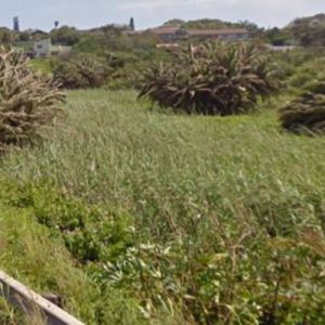 Pickersgill’s Reed Frog Conservation