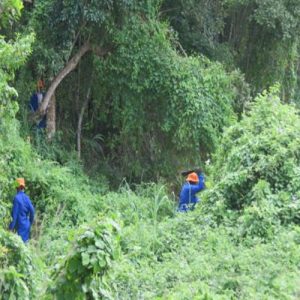 Umzimkhulu River Forest Restoration