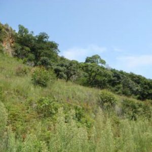 Winterskloof catchment slope