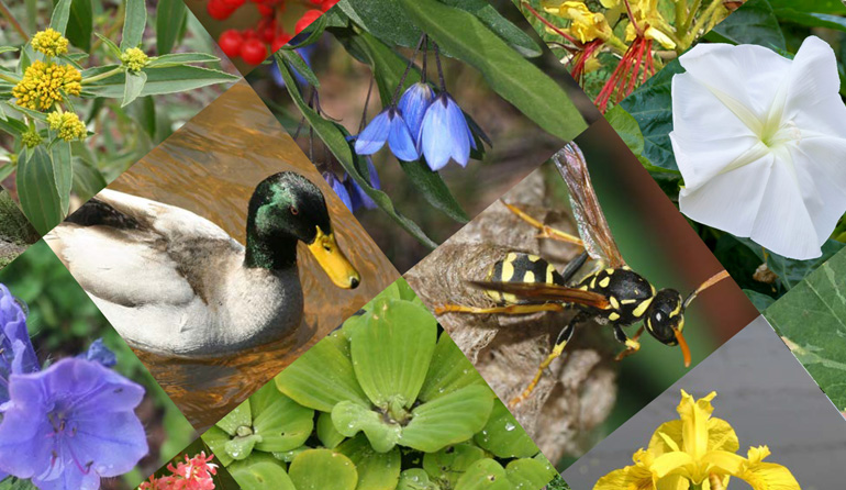 NEMBA - Invasive Alien Species list